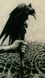 Таро Зграя Воронів - Murder of Crows Tarot 125097 фото 23